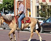 trail-quarter-horse