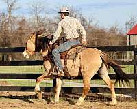 beginner-quarter-horse