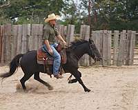 beginner-safe-quarter-pony