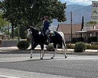 beginner-friendly-quarter-pony