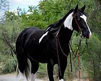 jet-black-quarter-pony