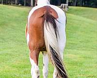 chestnut-tobiano-horse