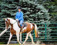 beginner-safe-quarter-horse