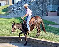 family-horse-quarter