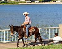 ranch-work-quarter-horse