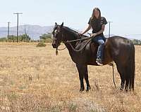 ranch-work-quarter-horse