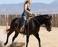 beginner-safe-quarter-horse