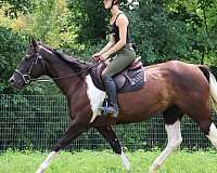 beginner-safe-quarter-horse