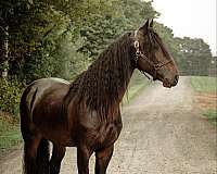 black-none-horse