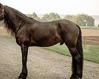 friesian-sport-horse