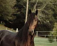 ranch-friesian-horse