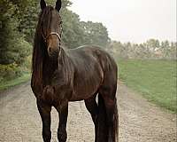 trail-friesian-horse