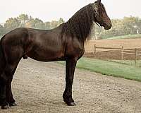 all-around-friesian-horse