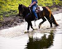 athletic-friesian-horse