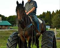 beginner-friesian-horse