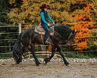 experienced-friesian-horse