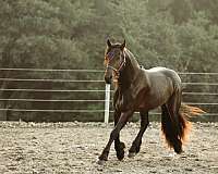 husband-safe-friesian-horse