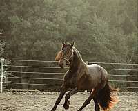 ranch-work-friesian-horse