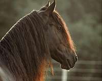 show-friesian-horse