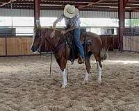 all-around-friesian-horse