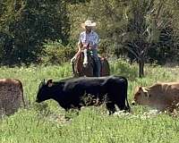 ranch-friesian-horse