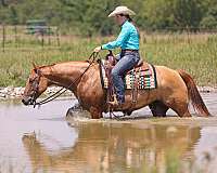 ranch-work-quarter-horse