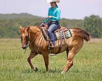 trail-quarter-horse