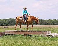 athletic-quarter-horse