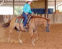 beginner-quarter-horse