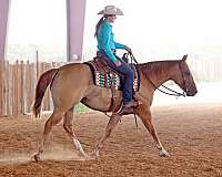 husband-safe-quarter-horse