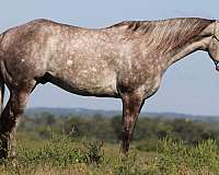 ranch-work-quarter-horse