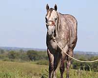 family-horse-quarter