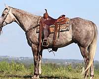 trail-quarter-horse