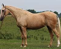 beginner-safe-quarter-horse