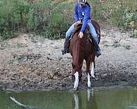 ranch-work-quarter-horse