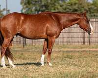 beginner-safe-quarter-horse