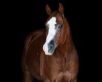 flashy-quarter-horse