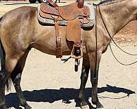 buckskin-none-horse