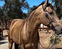 ranch-work-quarter-horse