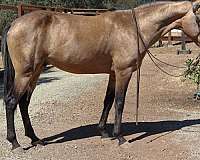 beginner-safe-quarter-horse