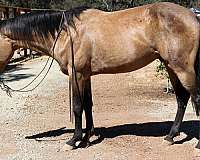 trail-quarter-horse