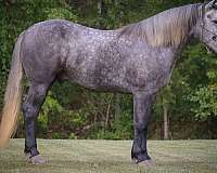 buckskin-none-horse