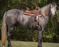 ranch-work-quarter-horse