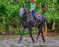 ability-draft-horse