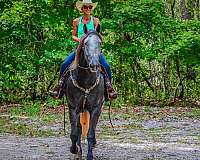 attitude-draft-horse