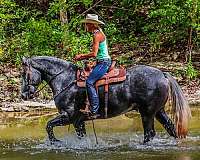 austin-draft-horse