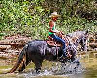 broke-to-ride-drive-draft-horse