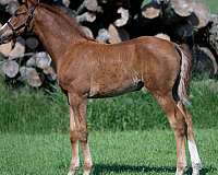 cmha-warmblood-filly