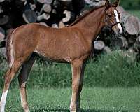 cmha-warmblood-filly