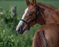 black-warmblood-filly-stallion